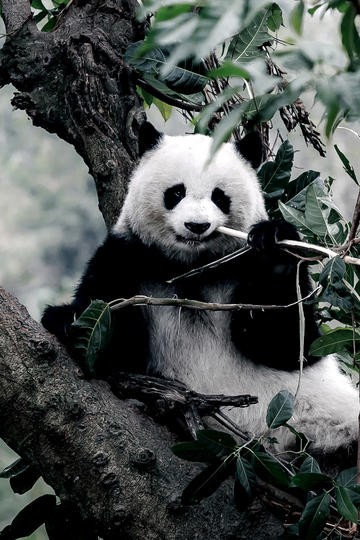 王者荣耀女英雄去内无爱心无遮挡露娜